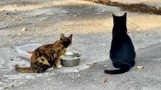 Feeding Stray Cats While Talking Instincts: Do Cats Prefer Birds or Rats?