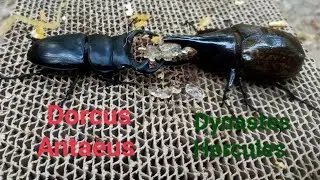 Dorcus Antaeus 76mm. vs Dynastes Hercules 90mm. stagbeetle and rhinoceros beetle fighting