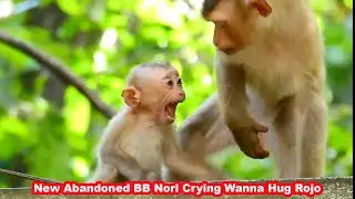 New abandoned monkey Nori c.r..ying loudly when Rojo monkey not allow  her to hug him long time