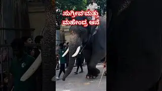 ಮಹೇಂದ್ರ ಮತ್ತು ಸುಗ್ರೀವ ಬಲಿಷ್ಟ ಆನೆಗಳ ತಾಲೀಮು #shorts #elephant #shortsfeed #trending MysuruDasara2024