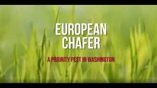 European Chafer: A Priority Pest in Washington