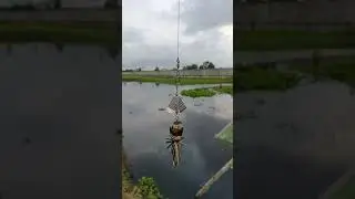 casting ikan toman dengan umpan berisik #ikan #news #casting #toman #berisik #chana #gabus #kocolan