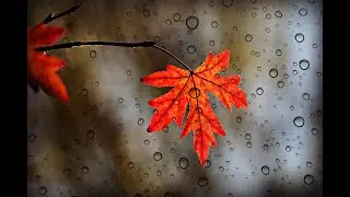 10 hours of Night Time Rain Sounds For Sleeping, Study, Spa, Quiet Time. Cure Insomnia.