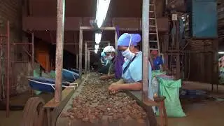 Beneficiadora de castaña