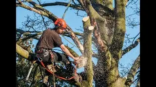 Emergency Tree Removal Johnstown PA | (814) 341-7527