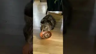 The Dumbinator Episode 2
