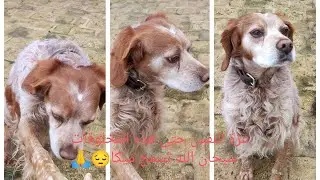 واخيرا تم الصلح🦮🤣طلبت السماحة
