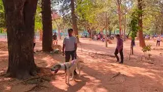 Morning walk at Cubbon park, Bangalore, India in 4K. #india 🇮🇳