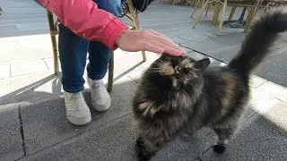 Fluffy cat making funny noises while eating
