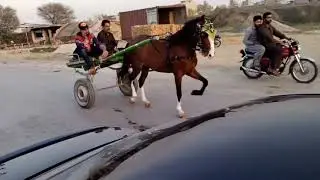 New Horse Try Peshawar 2021 Yes My Darling Ghorry Rawalpindi Malik Hasnat Malik Amjad Malik Shaan