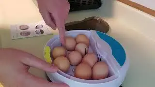 Incubating Chicken Eggs | 9 Egg Intelligent Incubator