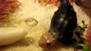 Life in the Permian seas