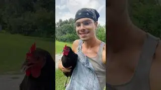 The #chickens escaped! #farmer