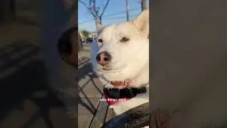 this describes a shiba perfectly,  sound by Ian McConnell