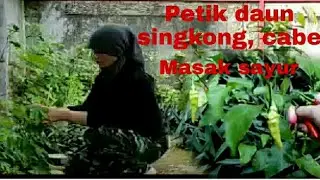 Di desa daun singkong dimasak sayur santan ll petik daun singkong @Enny Ray El