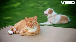 Cat and Dog Dance Battle!