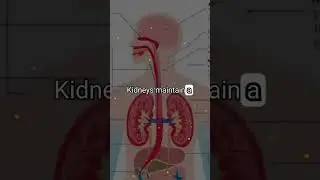 Filtration of 50 gallons of blood daily #MedicalAnatomy #HumanBody #AnatomyTutorials #BodyScience