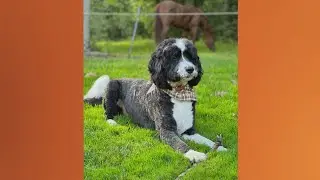 Doggone Weather in Northeast Ohio: Whisky