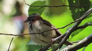 Rufous Collared Sparrow Call