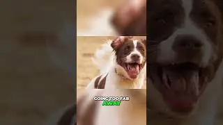 Meet the Drentse Patrijshond - A Versatile Worker and Affectionate Companion Dog