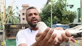 আমাদের খাকি 🐦কবুতর ❤️