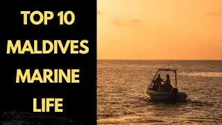 Discover the Top 10 Must-See Marine Life in the Maldives! #MaldivesMarineLife