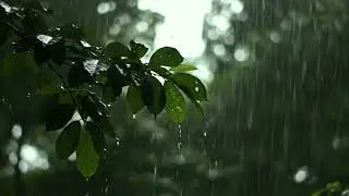 🌿 Rain Sounds with Puddle Splashes - Playful Water Sounds for Joy