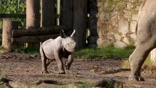 Amazing moment a rare baby rhino is born is caught on camera at Chester Zoo