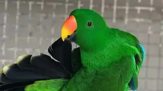 love 💓 birds 💝 macaw bird love story