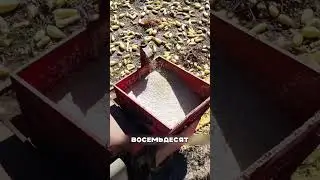 ПОВЕЛИТЕЛЬ КАРТОШКИ - МИЛЛИАРД РУБЛЕЙ ЗА ГОД НА УРОЖАЕ 🤯