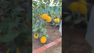 🍊 So Many Fruits on One Tree 😍 | Nature Magic #FarmingLife#JapanLife#VillageVibes#GreenNature