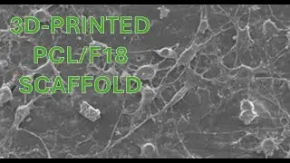 Polycaprolactone/F18 Bioactive Glass Scaffolds Obtained via Fused Filament Fabrication
