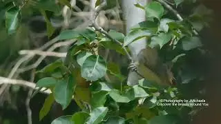 Ninja squirrel 