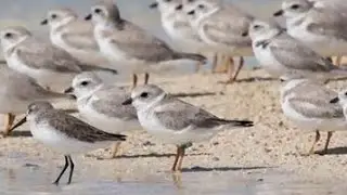 4/26/17 Bird Notes with Mark LaBarr of Audubon Vermont on 'Across The Fence'