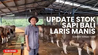 STOK SAPI BALI RAWATAN KANDANG SEMAKIN MENIPIS ‼️ YUK SEGERA BOOKING | SUMBER TERNAK FARM