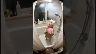 This is so funny and cute # #animalpet #cat