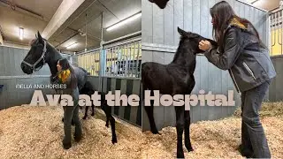 WHY IS OUR FOAL AT THE CLINIC {Ava’s Diaries}  | Ella & Horses