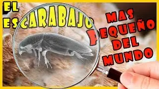 el escarabajo mas peque&ntilde;o del mundo