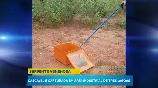 Cascavel &eacute; capturada em &aacute;rea industrial de Tr&ecirc;s Lagoas por militares da PMA