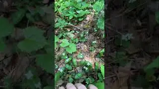 Medicinal Plants in the Wild - Partridge Berry #shorts #निकर