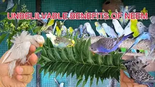 Birds ko Neem Patta Kiyo Dena Zaroori hay?Benefits of Neem for Birds Natural Medicine 