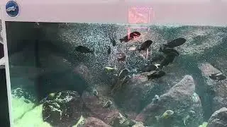 Tropheus kasakalawe 400l 