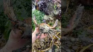 Big rock crab found on the Oregon coast #pnw #pacificnorthwest #oregon #oregoncoast #tidepool