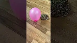 It's Time to Get Crazy! #Froggies #Pets #Funny