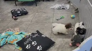 Victor and Valerie 9 week old Havanese puppies #oasispuppies #havaneselove 