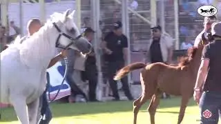 N 33 ALANOD   Manda Arabian Horse Show   Filly Foals section B Class 4