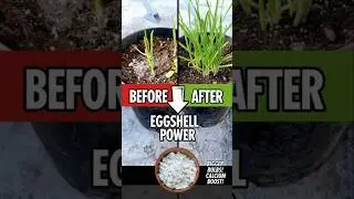 garlic plants Growing, organic fertilizer kaise banaye, organic farming kaise kare
