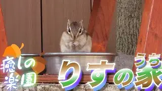 🐿️冬眠しないシマリスさんたちは、寒さ知らずで元気いっぱいでした🥰