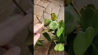 how to make your plants Fuller! #plants #plantlovers #trailingplants #philodendron