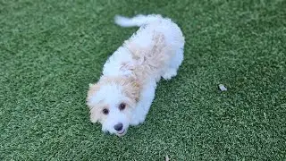 Remi sweet and loving ❤️ Cavapoo female available for adoption. Reserve today.
